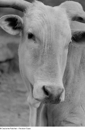 Ein Rind im Leipziger Zoo