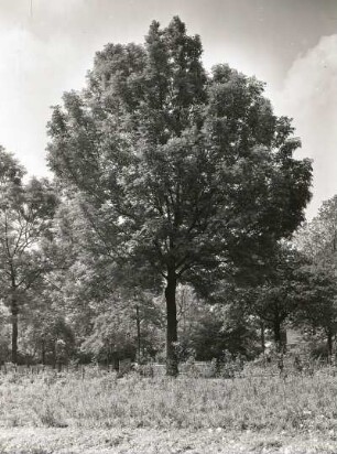 Gemeine Esche, Gewöhnliche Esche oder Hohe Esche (Fraxinus excelsior) auf der Teplitzer Straße in Dresden