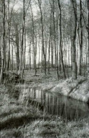 Forst: Bach