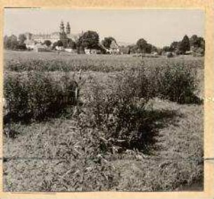 Blick auf das Kloster Grüssau/Schlesien