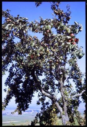 Neudingen: Apfelbaum auf der Baar