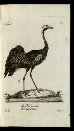 No 11. der Kranich. Ardea grus.
