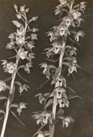Breitblättriger Stendelwurz (Epipactis helleborine), auch Breitblättrige Sumpfwurz. Insel Usedom