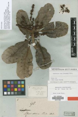Rhus atra G.Forst. [type]