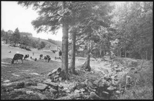 Schellerhau. Viehweide des Mühlengutes