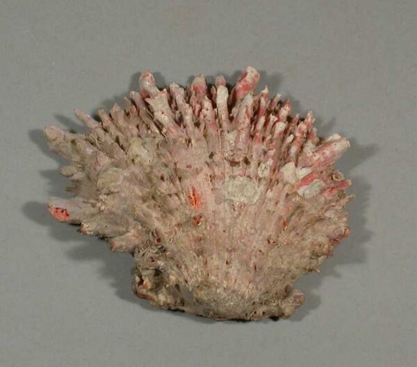 Spondylus-Schale