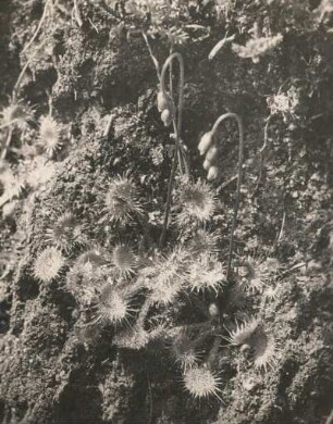 Rundblättriger Sonnentau (Drosera rotundifolia L.). Ausschnitt
