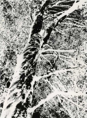Baum als Negativdruck, experimentell