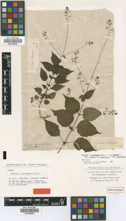 Circaea intermedia Ehrh.