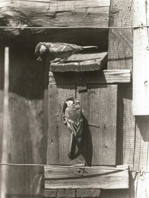Kohlmeise (Parus major L.), Männchen und Weibchen mit Futter am Nistkasten