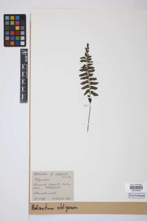 Adiantum obliquum Willd.