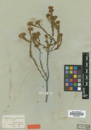 Agathosma glabrata Bartl. & H.Wendl. [holotype]