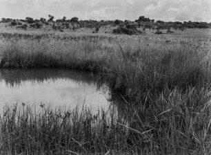 Wasserloch : Ein Wasserloch in der Savanne Tansanias