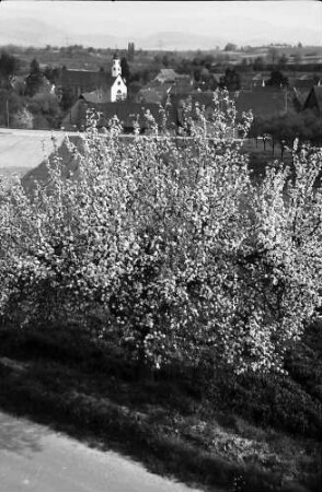 Freiburg, Waltershofen: Von der Höhe auf Waltershofen mit Blütenbaum