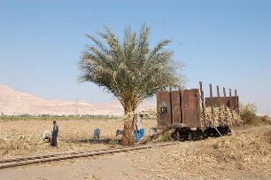 Luxor - Zuckerrohrernte : Zuckerrohrernte bei Luxor, aufgenommen 2006