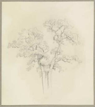 Zwei Baumkronen