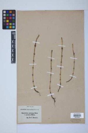 Equisetum pratense Ehrh.