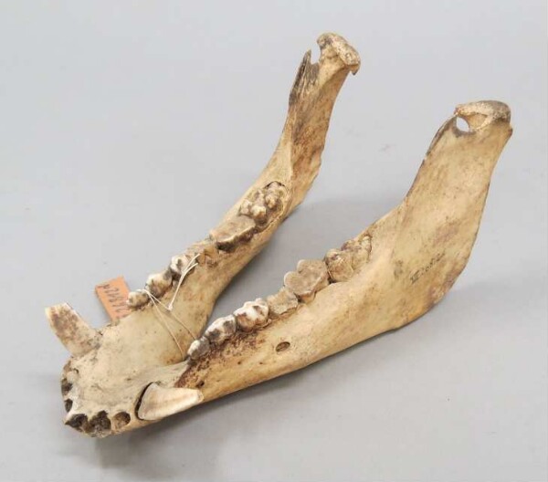 Porcine mandible