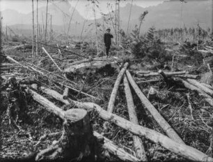 Im gerodeten Wald : Ein Mann steht auf einem Findling in einem durch Wind gerodeten Wald