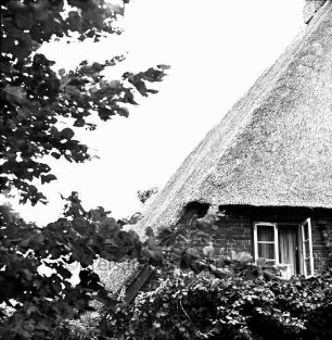 Schlamersdorf: Storchennest: darin Jungstörche: rechts Reetdach und Giebel eines Hauses: vorn und links Baum