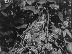 Kuckuck : Junger Kuckuck (Cuculus canorus Linnaeus) im Nest einer Grasmücke (Sylvia Scopoli).