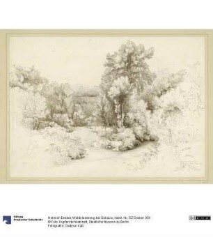 Waldniederung bei Subiaco