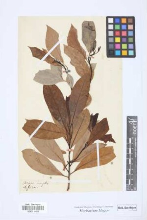 Arbor Camphorifera