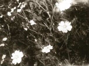 Rosengewächse (Rosaceae). Hohes Fingerkraut (Potentilla recta). Blütenstände am Weinbergsweg bei Diera