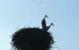 Störche im Oderbruch : Störche im Oderbruch. Aufgenommen 2001
