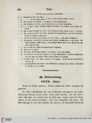 II. Unterordnung: Cete. Walle
