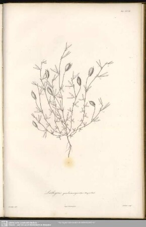 Lathyrus quadrimarginatus, Bory et Chaub