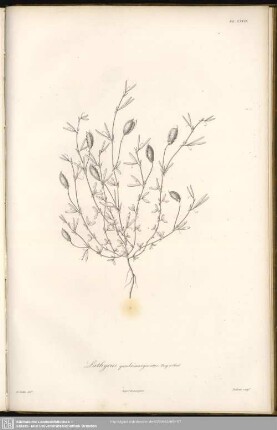 Lathyrus quadrimarginatus, Bory et Chaub