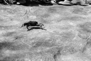 Süßwasserkrabbe bei Chingoli : Aufnahme einer Süßwasserkrabbe