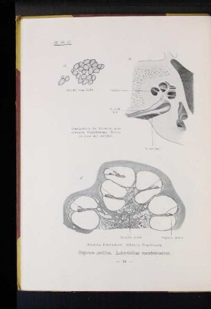 56. Durchschnitt der Schnecke, ganz schwache Vergrößerung. Nervus cochleae und vestibuli.