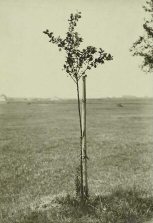 Pflanzenkunde