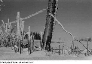 Winterlandschaft mit Raureif