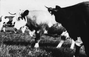 Fotografie: Milchviehhaltung, Weidehaltung, Halsbandtransponder, Individualdistanz