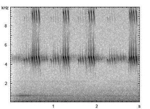 Feldgrille | Gryllus campestris - Gesang