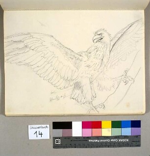 Adler