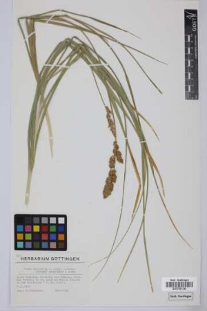 Carex paniculata L.
