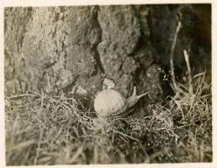 Weinbergschnecke : Rochlitzer Berg, Weinbergschnecke (Helix pomatia)