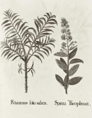 Plantae singulares horti electoralis Brandenburgici :Coloniesis: "Rhamnus folic salicis" Sanddorn - Kappophae rhamnoides L. und "Spirase Theophrasti" Spierstrauch - Spiraea sp.
