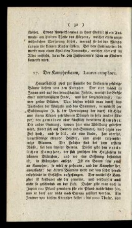 27. Der Kampherbaum, Laurus camphora.