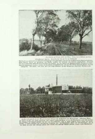Zuckerrübenfeld in der Magdeburger Börde mit Zuckerfabrik und Wohngebäude. Lößartiger Boden