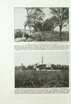 Zuckerrübenfeld in der Magdeburger Börde mit Zuckerfabrik und Wohngebäude. Lößartiger Boden
