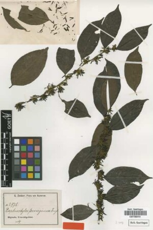 Rhaphiostylis ferruginea Engl. [syntype]