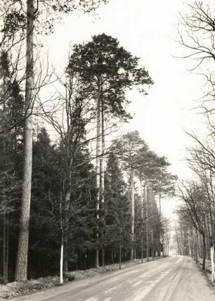 Moritzburger Teichgebiet. Waldstraße nach Radeburg