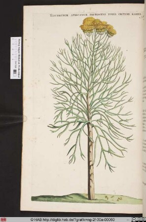 ELICHRYSUM AFRICANUM FRUTESCENS FOLIIS CRITHMI MARINI.