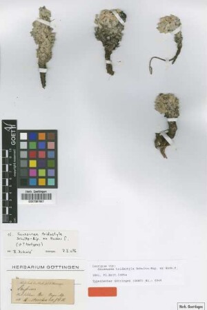 Saussurea tridactyla Sch.Bip. ex Hook.f. [type]