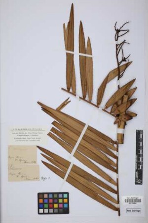 Calamus macrocarpus G.Mann & H.Wendl., nom. illeg.[original material]